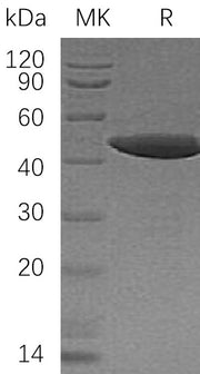 Recombinant Human NCK1 (N-6His)
