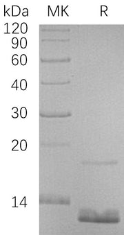 Recombinant Human CCL18 (N-6His)