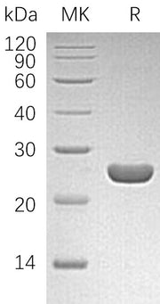 Recombinant Human PGDS
