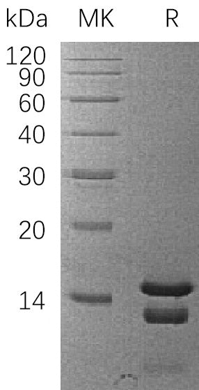 Recombinant Human PEA15
