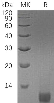 Recombinant Human IGF-II