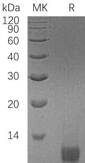 Recombinant Human IGF-II