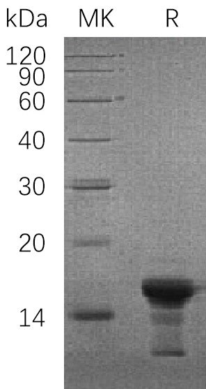 Recombinant Human SNCG