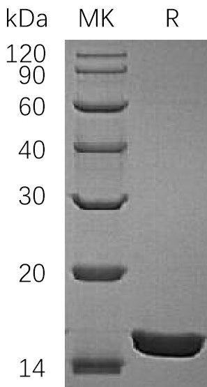 Recombinant Rat IL-1a