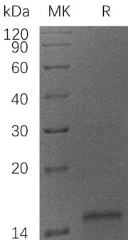 Recombinant Human CYCS (C-6His)