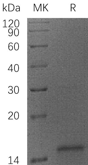 Recombinant Human CYCS (C-6His)