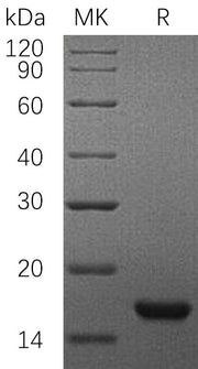 Recombinant Rat SCF (C-6His)