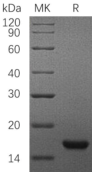 Recombinant Rat SCF (C-6His)