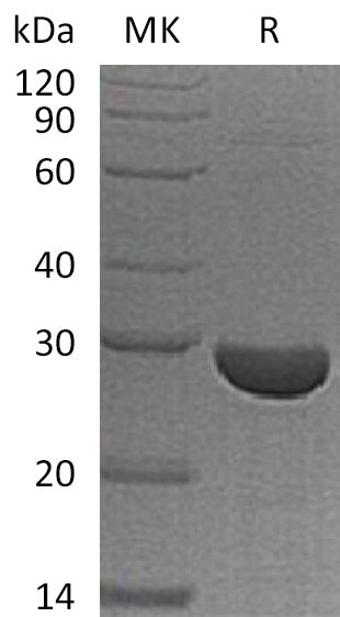 Recombinant Human S100A13