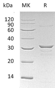 Recombinant Human CLIC1 (N-6His)