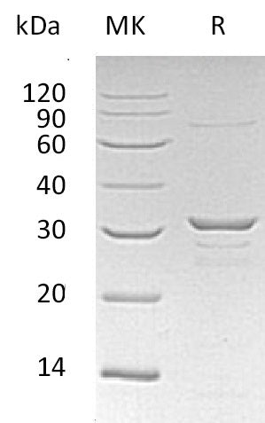 Recombinant Human CLIC1 (N-6His)
