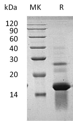 Recombinant Human AREG