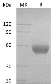 Recombinant Human CD47 (C-Fc)