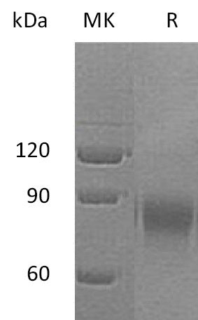 Recombinant Human DR6 (C-Fc)