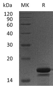 Recombinant Human PDCD5 (N-6His)
