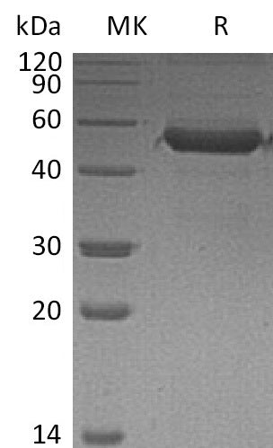 Recombinant Human MD-1 (C-Fc)