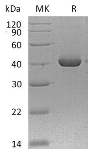 Recombinant Mouse TACI (C-Fc)