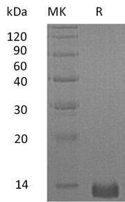 Recombinant Human CXCL4 (C-6His)