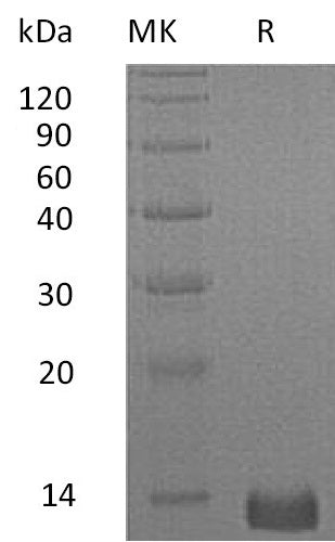 Recombinant Human CXCL4 (C-6His)