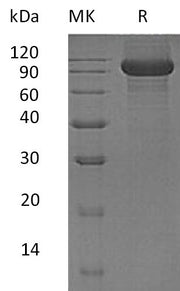 Recombinant Human Kell (C-6His)