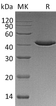 Recombinant Human Serpin B9 (C-6His)