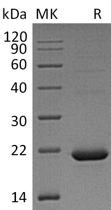 Recombinant Human CYB5B (C-6His)