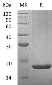 Recombinant Mouse REG2 (N-6His)