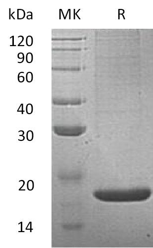 Recombinant Mouse REG2 (N-6His)