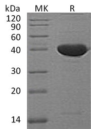 Recombinant Mouse Serpin F1