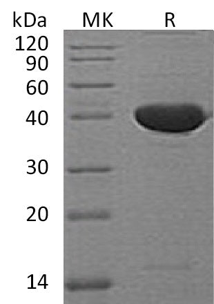 Recombinant Mouse Serpin F1