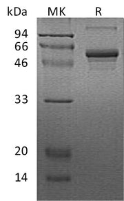 Recombinant Human CSNK1G2 (N-6His)