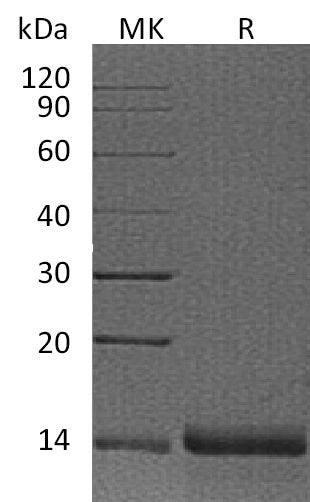 Recombinant Human PFN2
