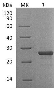 Recombinant Human FGF-19 (N-6His)