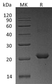 Recombinant Human NHP2 (N-6His)