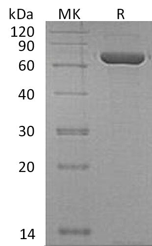 Recombinant Human CPNE1 (N, C-6His)