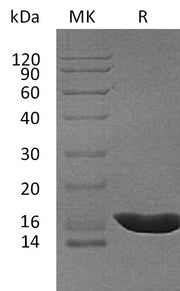 Recombinant Cavia porcellus IL-1b (C-6His)