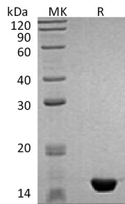 Recombinant Human MAP1LC3B