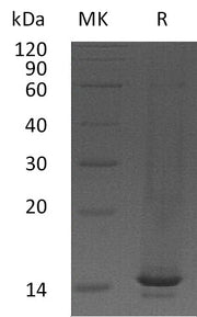 Recombinant Mouse CCL9