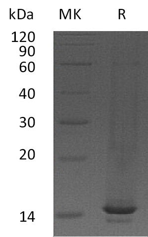 Recombinant Mouse CCL9
