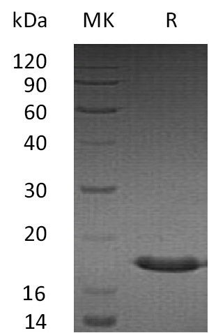 Recombinant Human SUMO3