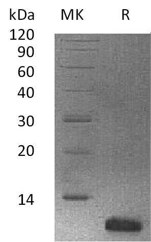 Recombinant Human HTN3