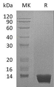 Recombinant Mouse MIF (C-6His)