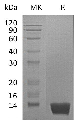 Recombinant Mouse MIF (C-6His)