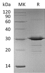 Recombinant Mouse Acrp30 (N-6His)