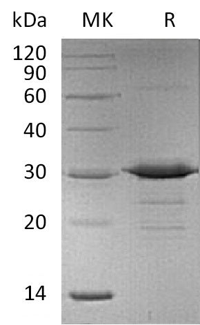 Recombinant Mouse Acrp30 (N-6His)