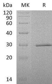 Recombinant Human SWSAP1 (N-6His)