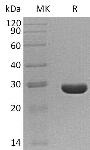 Recombinant B.subtilis sfp (C-6His)