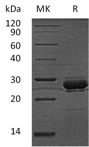 Recombinant Human HAMP (N-GST)