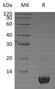 Recombinant Human Neuritin (N-6His)