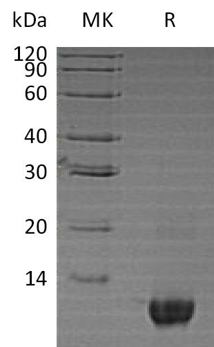 Recombinant Human Neuritin (N-6His)